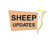 Sheep Updates
