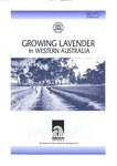 Growing lavender in Western Australia