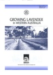 Growing lavender in Western Australia by Aileen Reid