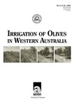 Irrigation of olives in Western Australia