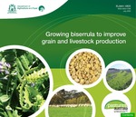 Growing biserrula to improve grain and livestock production