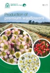 Production of premium waxflowers