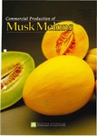 The commercial production of musk melons