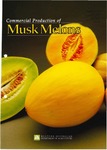 The commercial production of musk melons by Neil Delroy and Harry Gratte