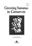Bulletin 4272 - Growing bananas in Carnarvon by Terry Hill