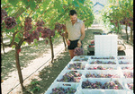 Harvesting table grapes
