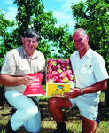 Codling moth trap used in Western Australia statewide surveillance program alongside a box of Pink Lady apples