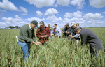 Farmers inspecting frost damage to wheat crop