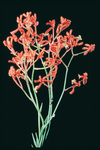 The striking flower of the red and green Kangaroo Paw, found naturally only in Western Australia, is the State's floral emblem, and is one of eleven species of Anigozanthos, meaning "irregular flower". The common name comes from the unopened cluster of flowers that resembles the forepaw of a kangaroo