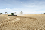 Harvesting wheat at York, Western Australia