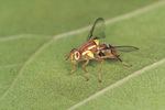 Close up view of a Jarvis’ fruit fly on a leaf