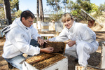 Biosecurity officers inspecting beehives