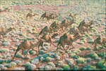 Aerial view of feral camels running across the range. Australia is the only country with herds of feral camels