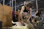 Shearing school student shearing a sheep