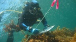 Fisheries researcher diving on a reef