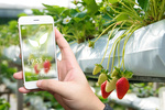 A mock up of an agricultural app on an iphone